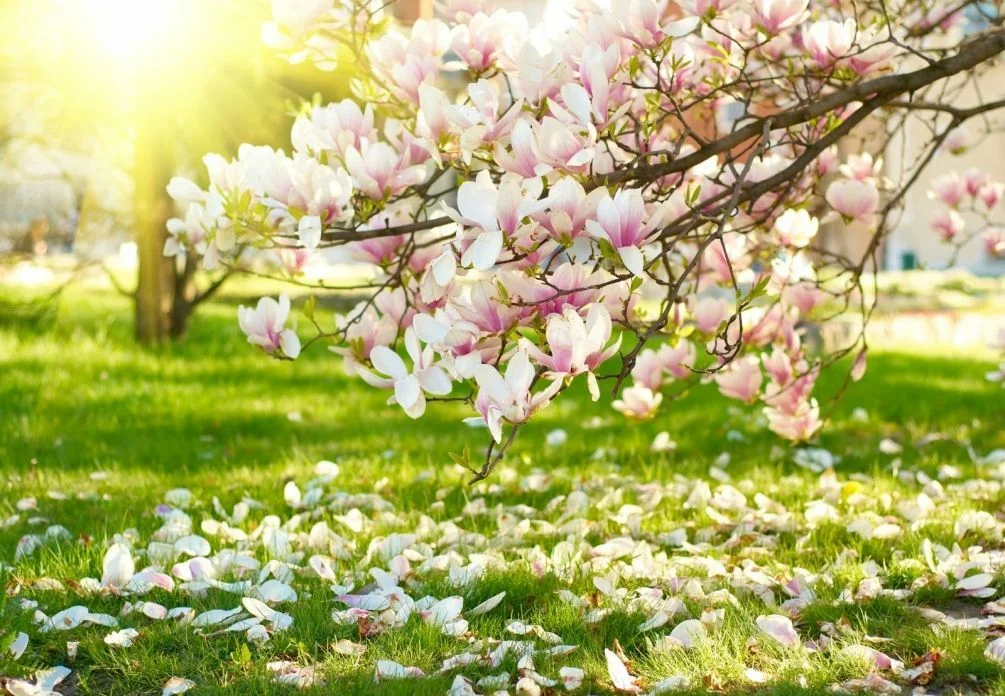 Весеннее великолепие: ТОП 5 ароматов на весну